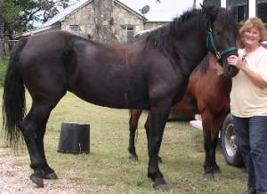 Leta with New Tai Yin horse Bella!