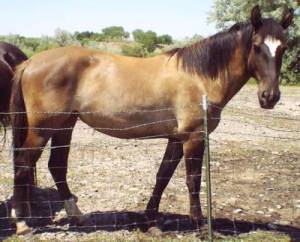 Stephanie's new Wood horse Valentine