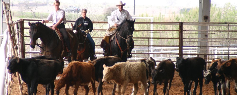 Mentoring Program with DVM Madalyn Ward