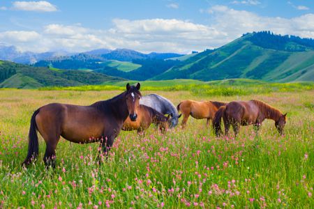 Horse Health Hotline for Holistic Horse Health Issues