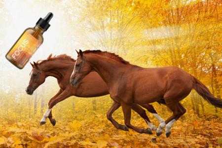 Consultations about Holistic Horse Care