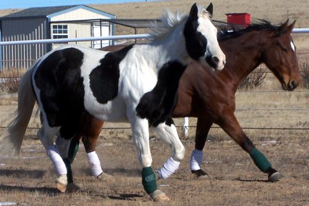 Online Course about Holistic Horse Care
