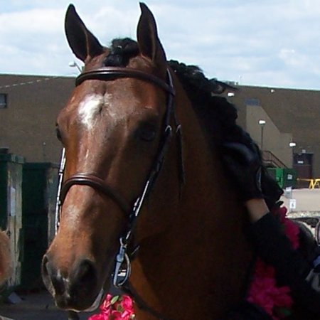 Audio: The Earth Horse Teleconference MP3 File