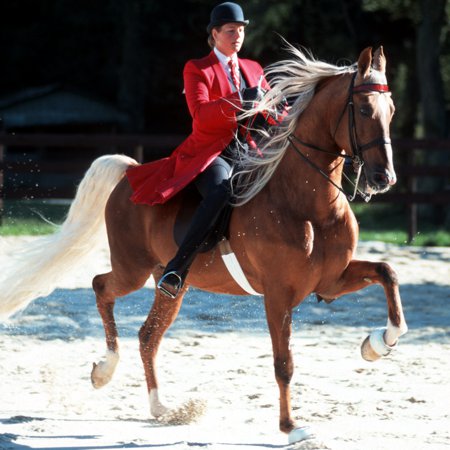 Audio: The Water Horse Teleconference MP3 File