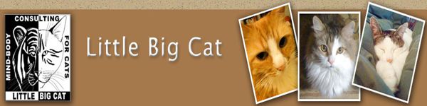 Little Big Cat