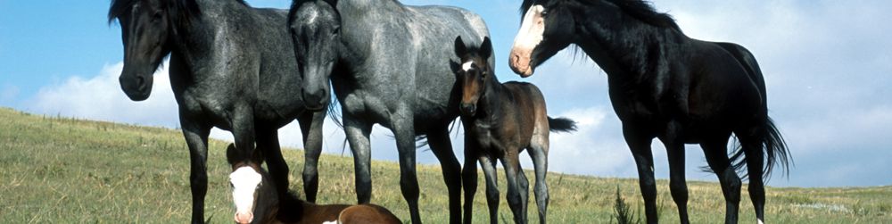 Other Websites Five Element Horse Types and Temperaments