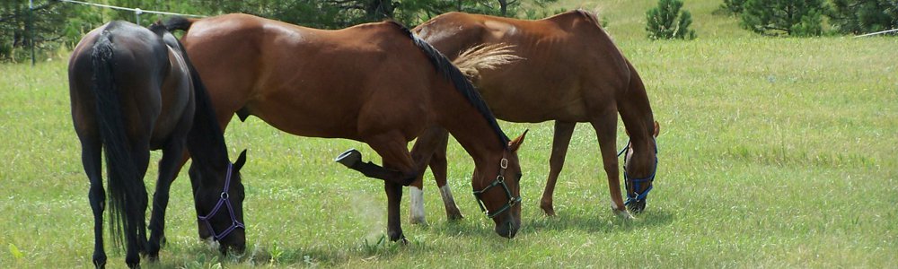Equestrian Resources