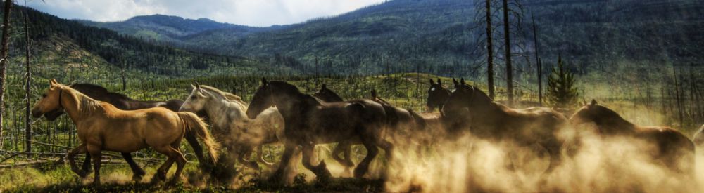 Holistic Horse Articles