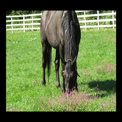 Formula 11 (FM11) Herbal Liniment